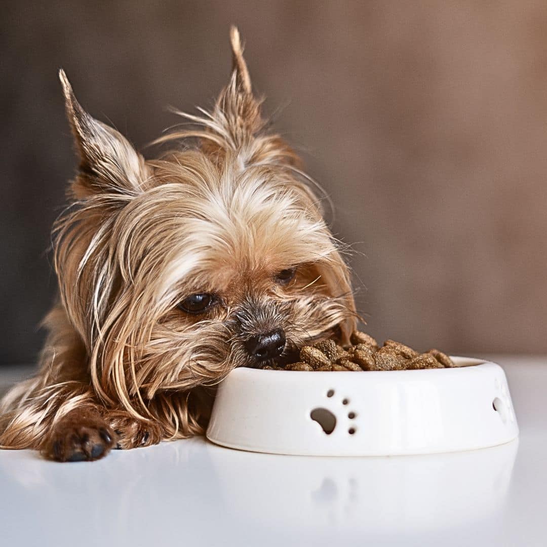 Hypoglycemia in Dogs Labradoodles By Cucciolini