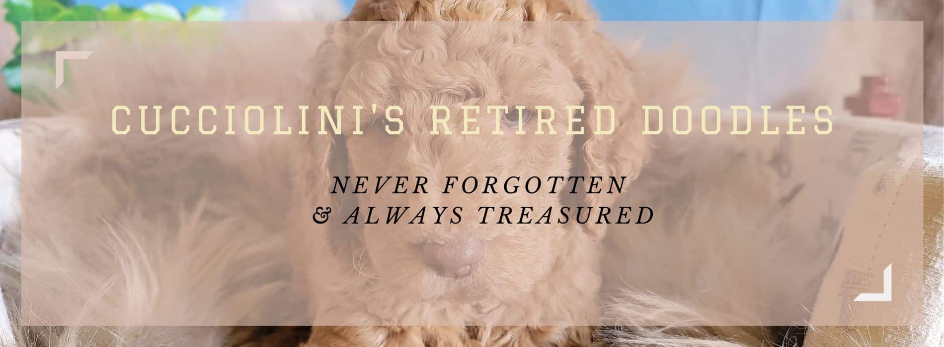 Cucciolini's Retired Doodles