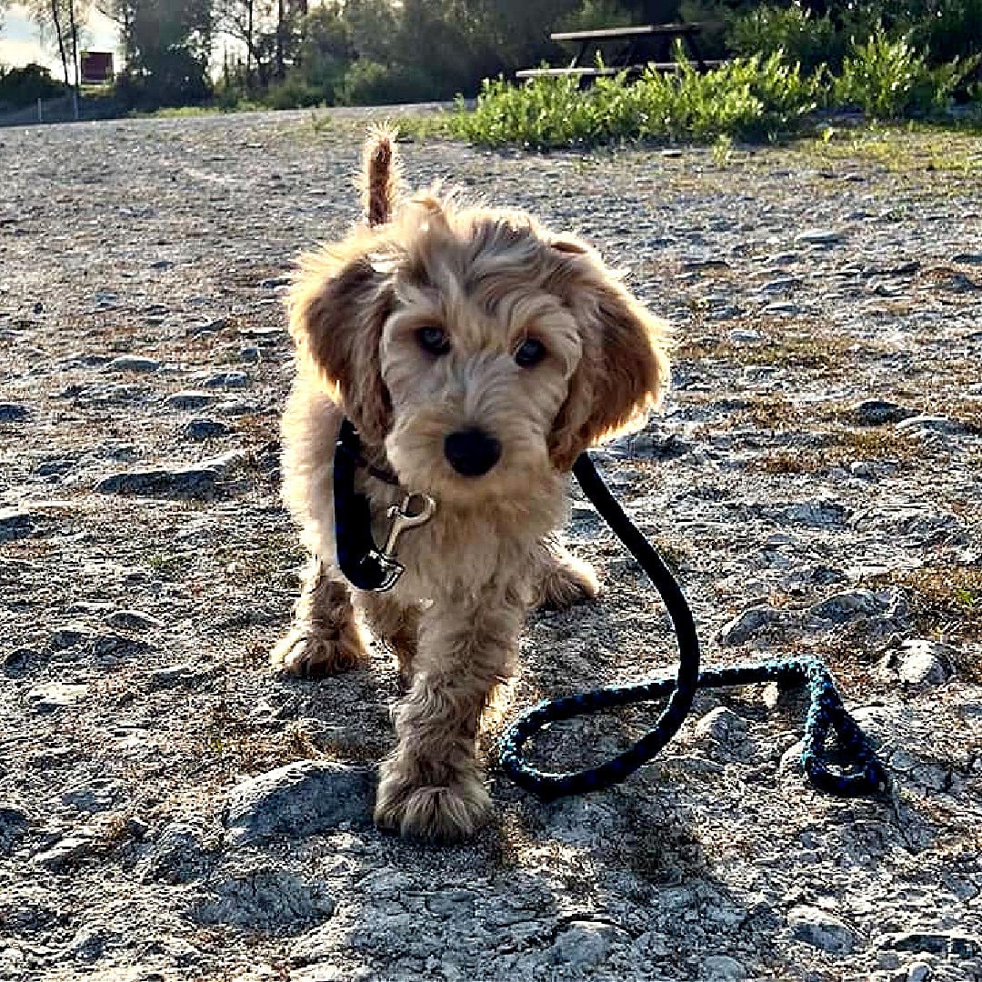 Let's start with some essential items to ensure a smooth homecoming for your Labradoodles by Cucciolini puppy.