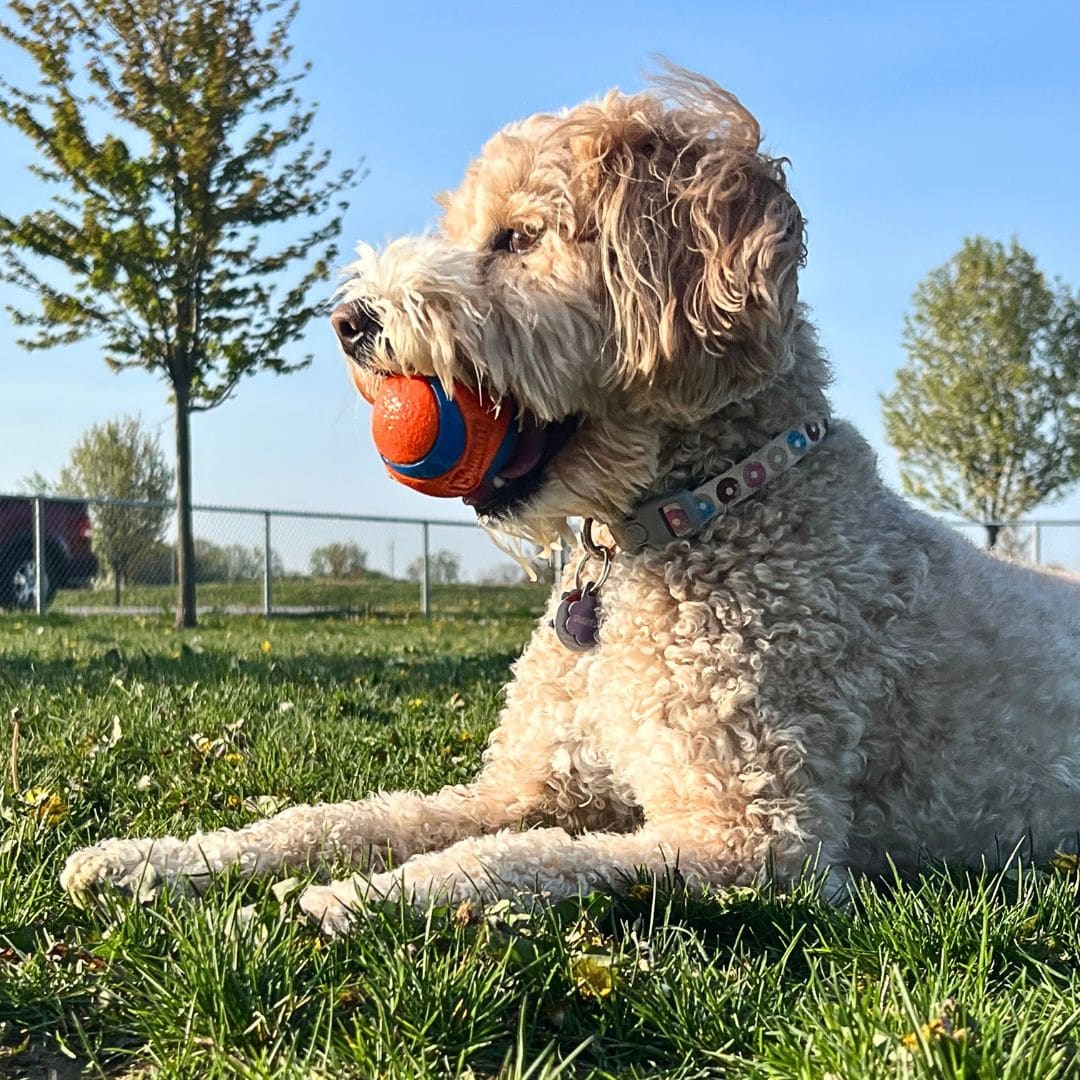 Must Have Items on Your Puppy Shopping List