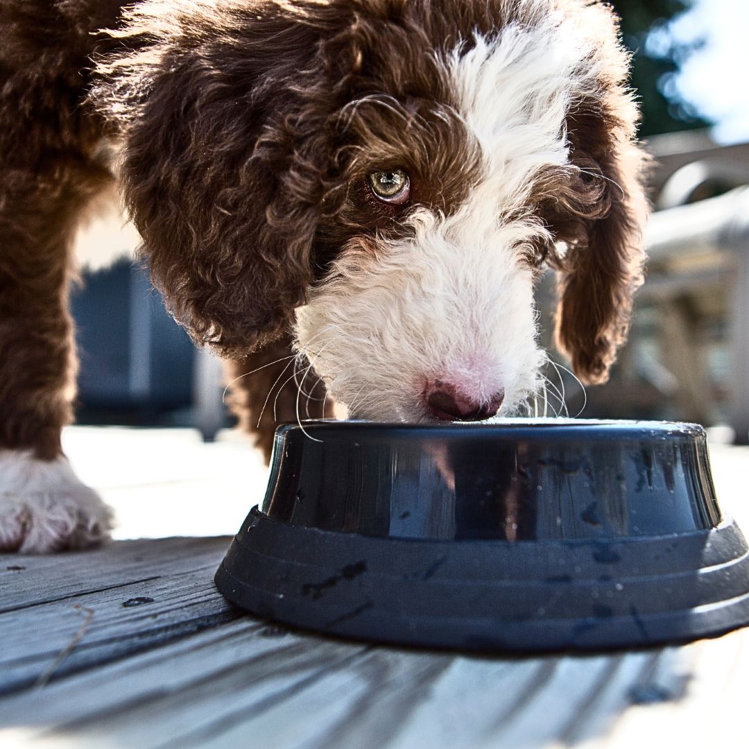 Quality Food and Water Puppy Bowls