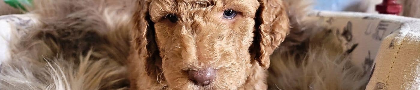 Resources at Labradoodles by Cucciolini