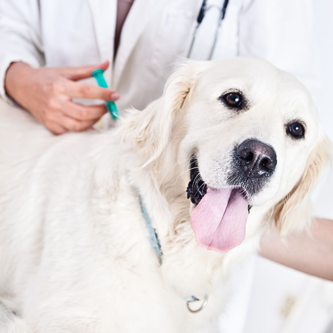 Seeking Professional Help for Your Hypoglycemic Dog in Ontario, Canada