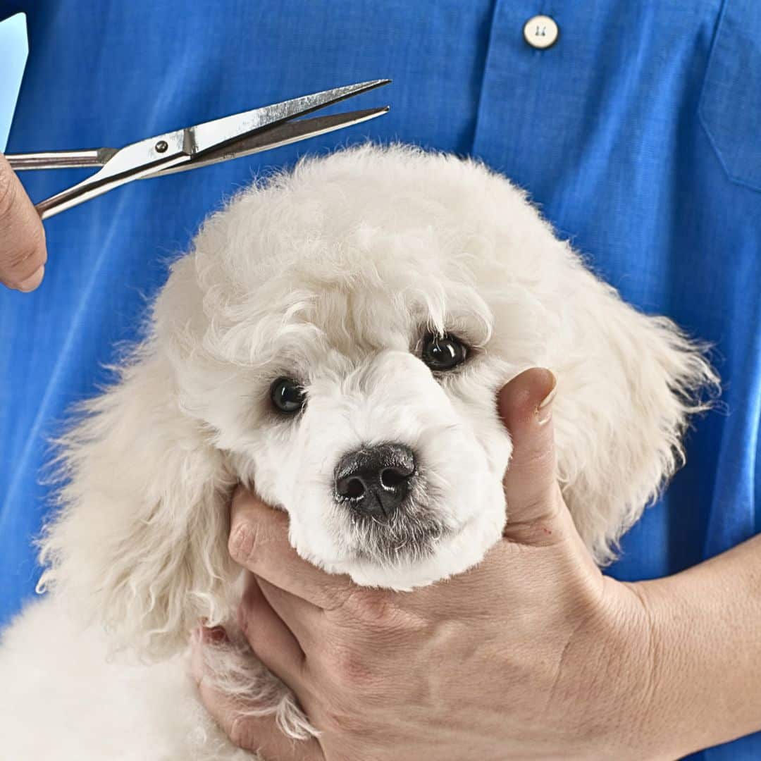 Should I trim my Labradoodle's hair or go to a professional groomer?