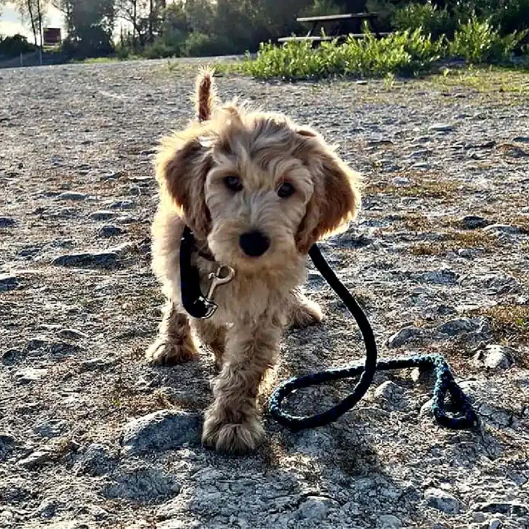 How big do Labradoodles get?