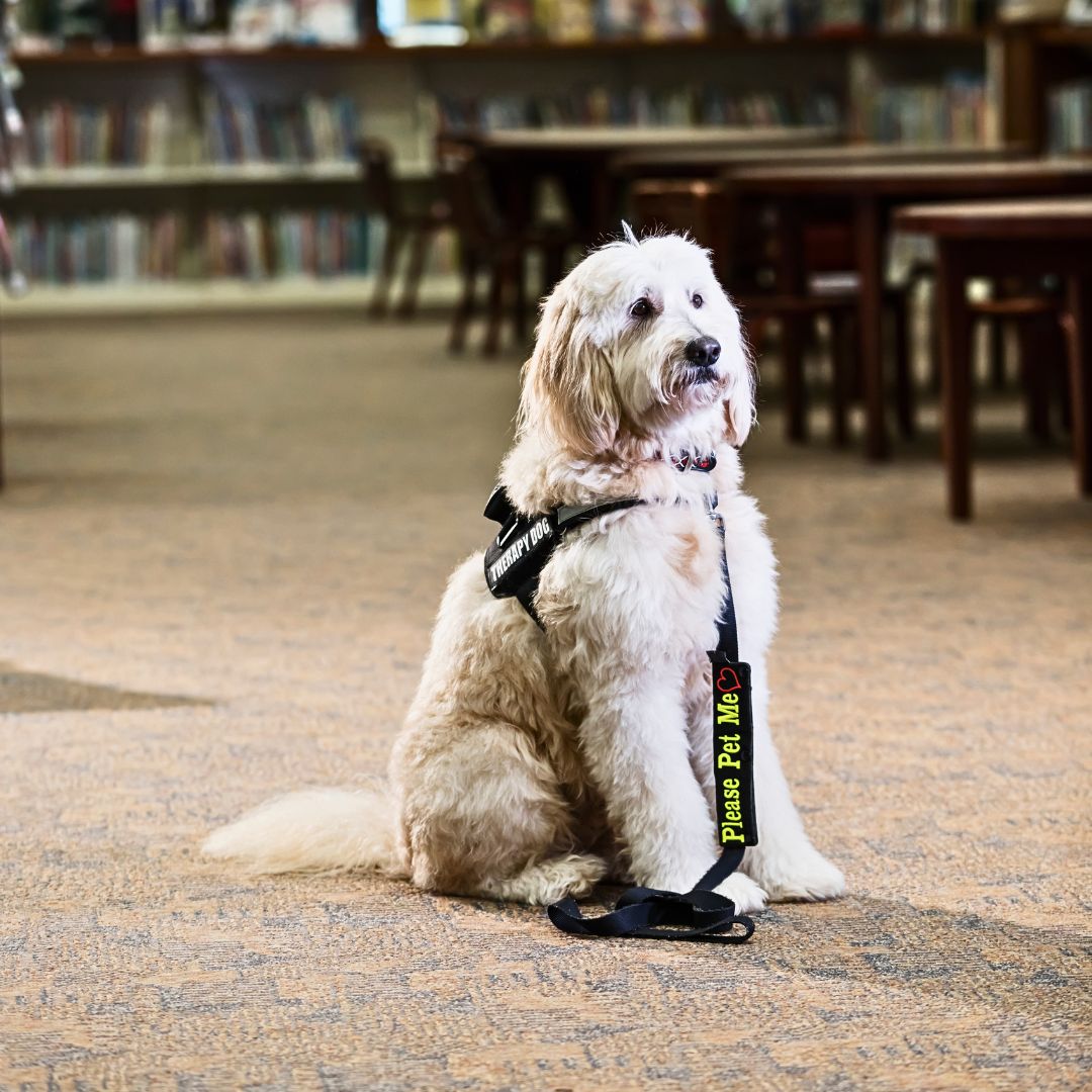 The Benefits of Therapy Dog Interaction
