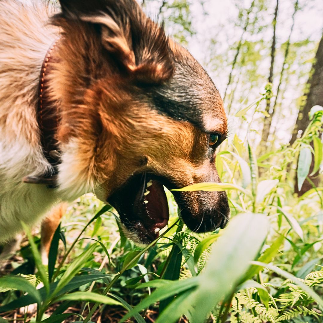 Dog ate 10000 iu vitamin d sale