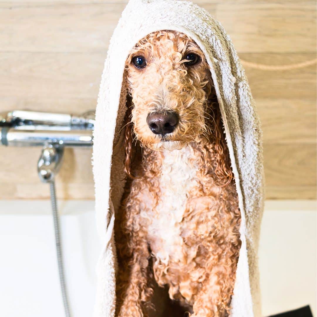 The Labradoodle also requires regular weekly Grooming. 