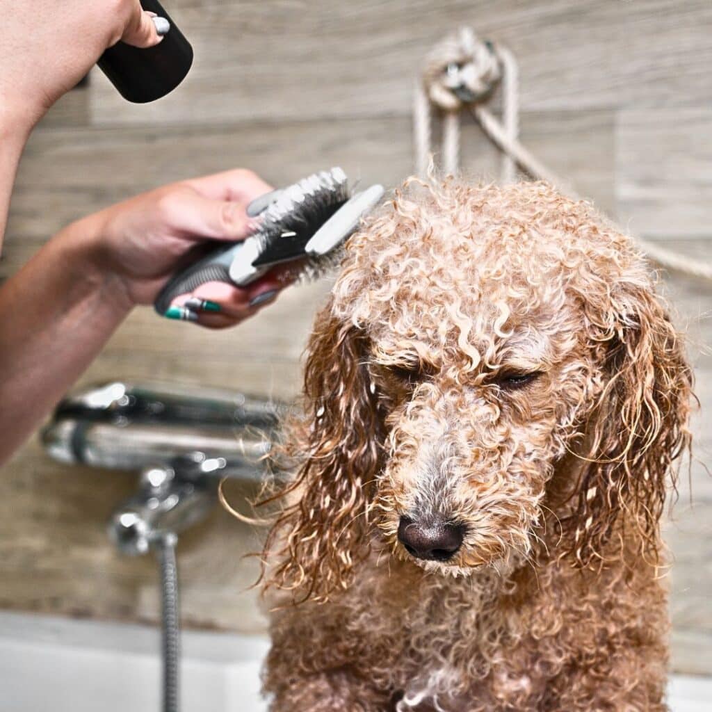 Labradoodle Coat Care