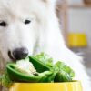 Vitamins and Minerals: Nutrition Guide for Your Dog