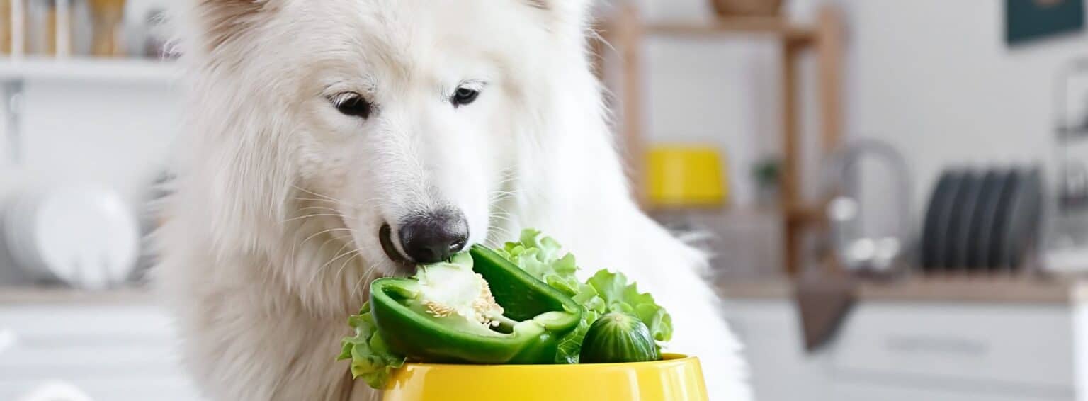 Vitamins and Minerals Nutrition Guide for Your Dog