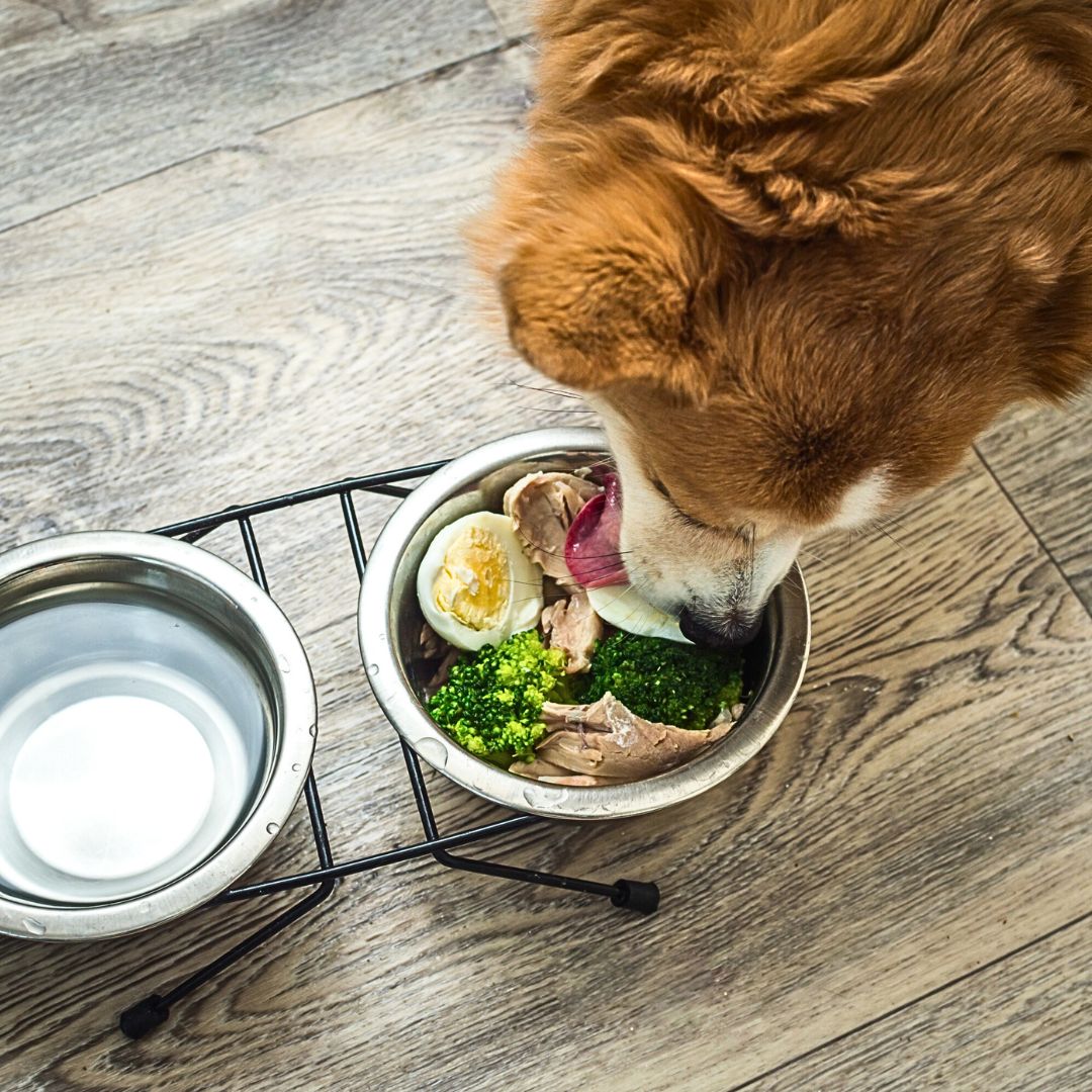What Should Feed Your Dog that Includes Vitamins and Minerals?