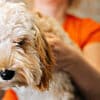 Why Coat Care is Crucial for Labradoodles