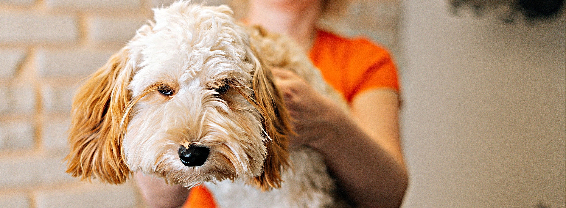 Why Coat Care is Crucial for Labradoodles