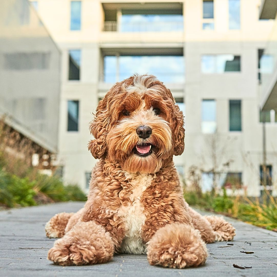 Would you consider getting a designer dog like a Labradoodle? 