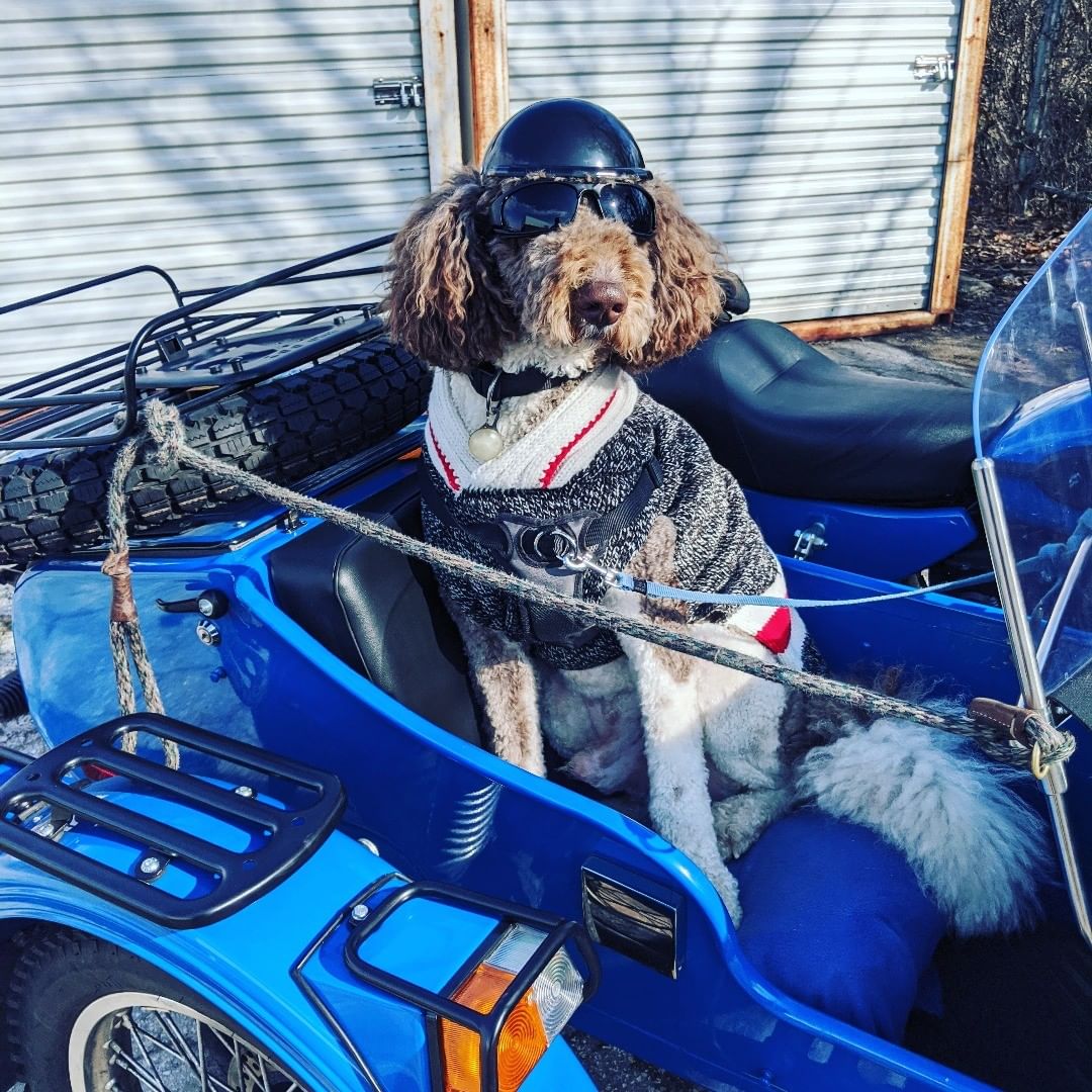 Arrow is from Cucciolini Labradoodles in Ontario