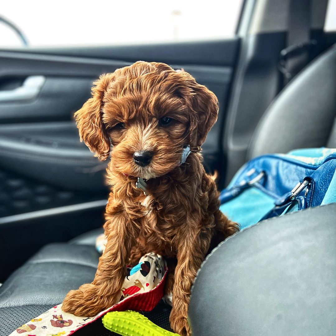 Bringing Your Labradoodle Puppy Home: The First Day Checklist