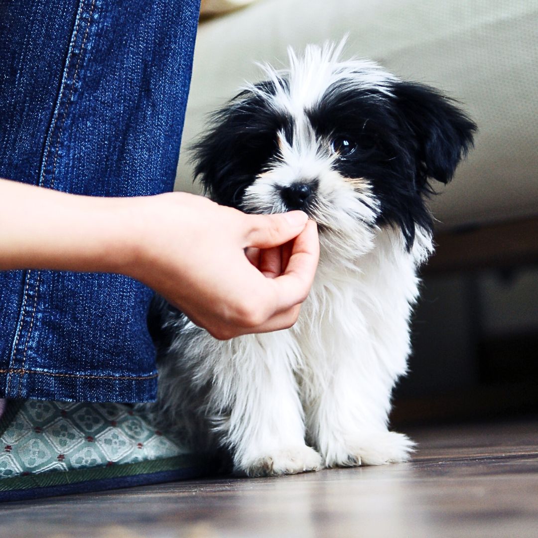 Feeding and Nutrition: What to Feed Your Labradoodle Puppy for Optimal Health