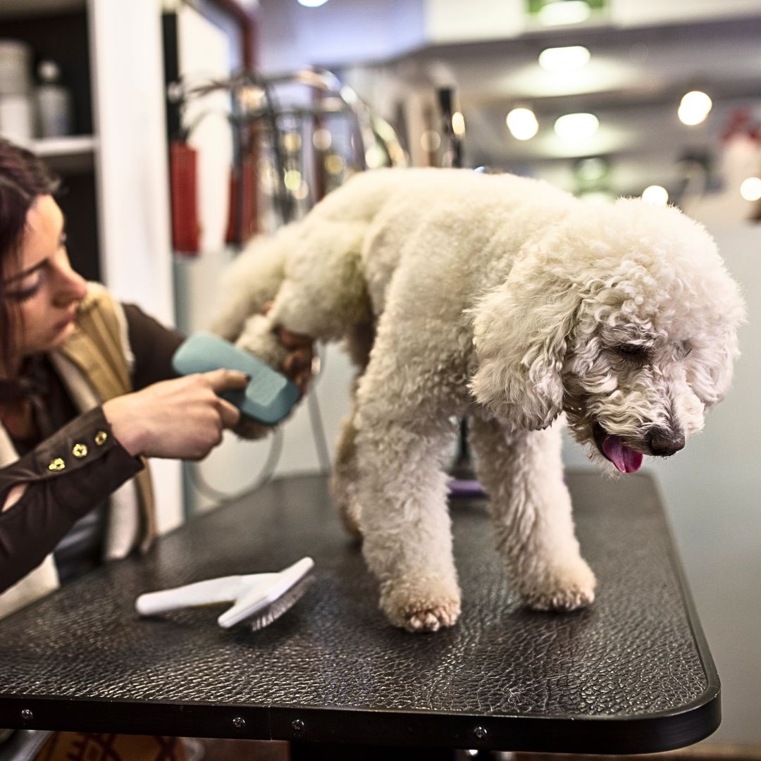 Grooming Your Labradoodle: Coat Care and Maintenance Tips