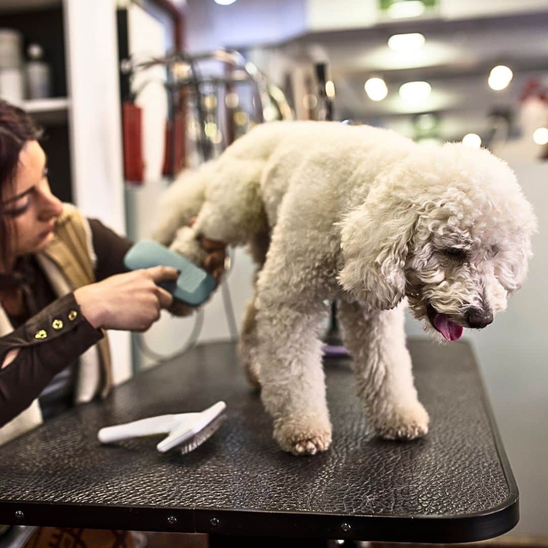 Grooming Your Labradoodle: Coat Care and Maintenance Tips