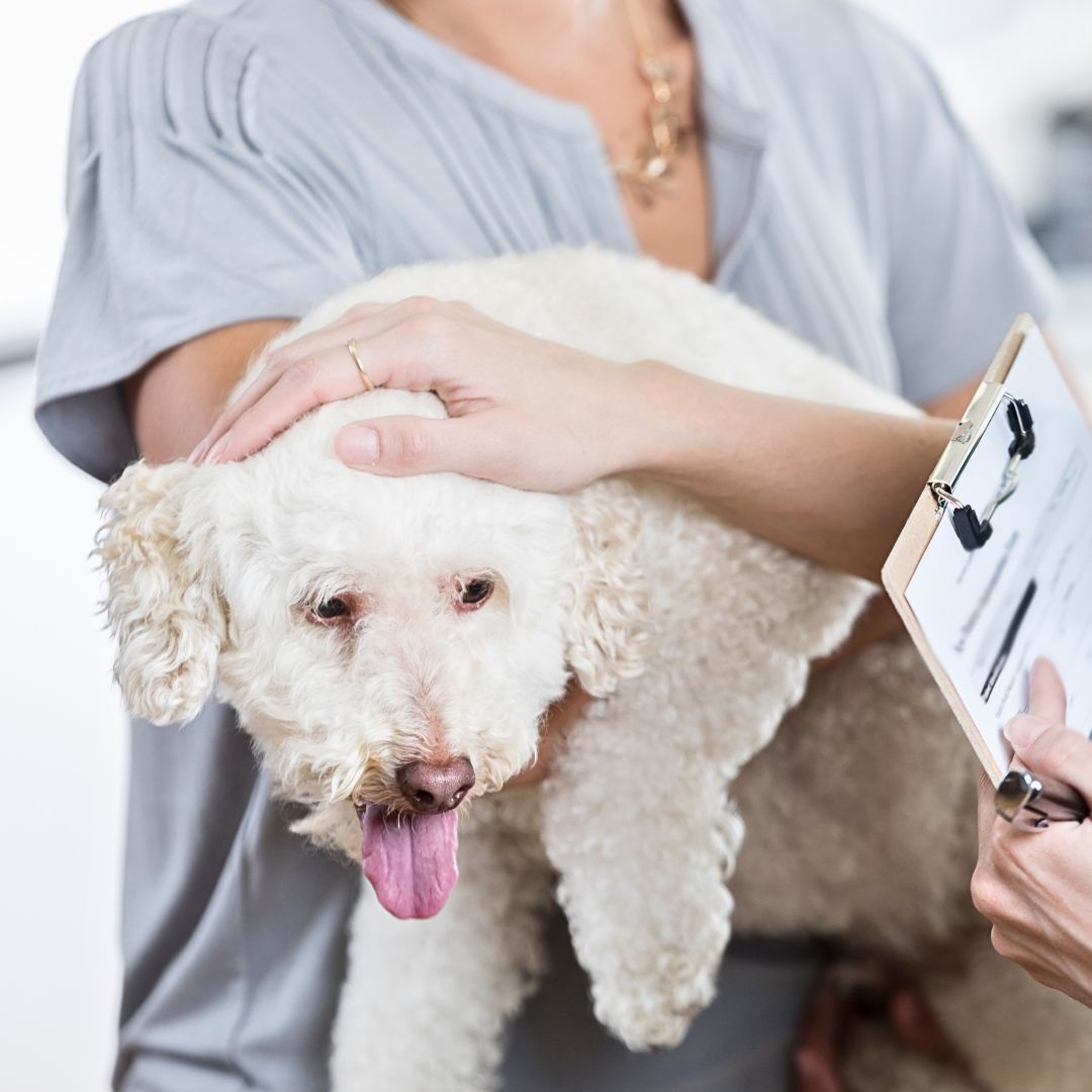 Health Care for your Labradoodle Puppy: Vaccinations, Vet Visits & Common Health Issues