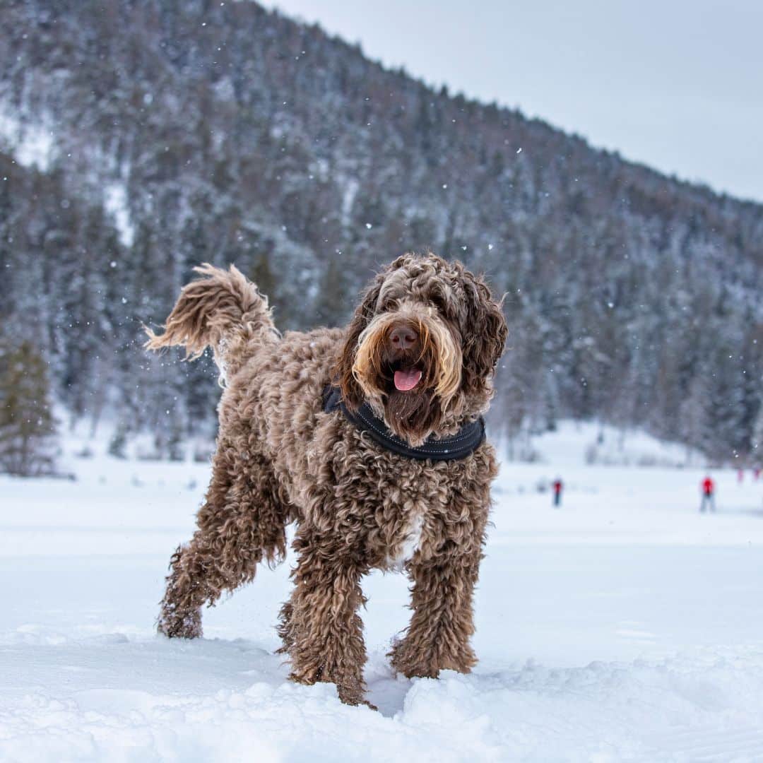 Keep your Dog Leashed when Walking outdoors! 