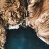 3 Recipes to Help Improve Dog Kidney Health  3 Recipes to Help Improve Dog Kidney Health