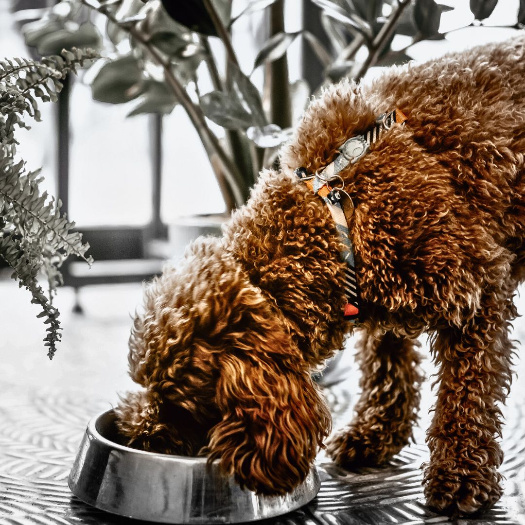 The Benefits and the Risks of Feeding Chicken to Labradoodles