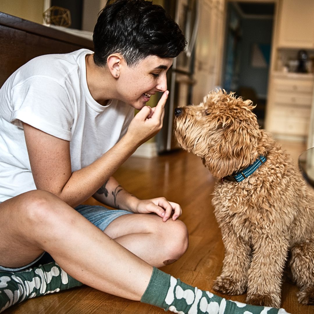 Training and Socialization: Building a Well-Behaved and Happy Labradoodle