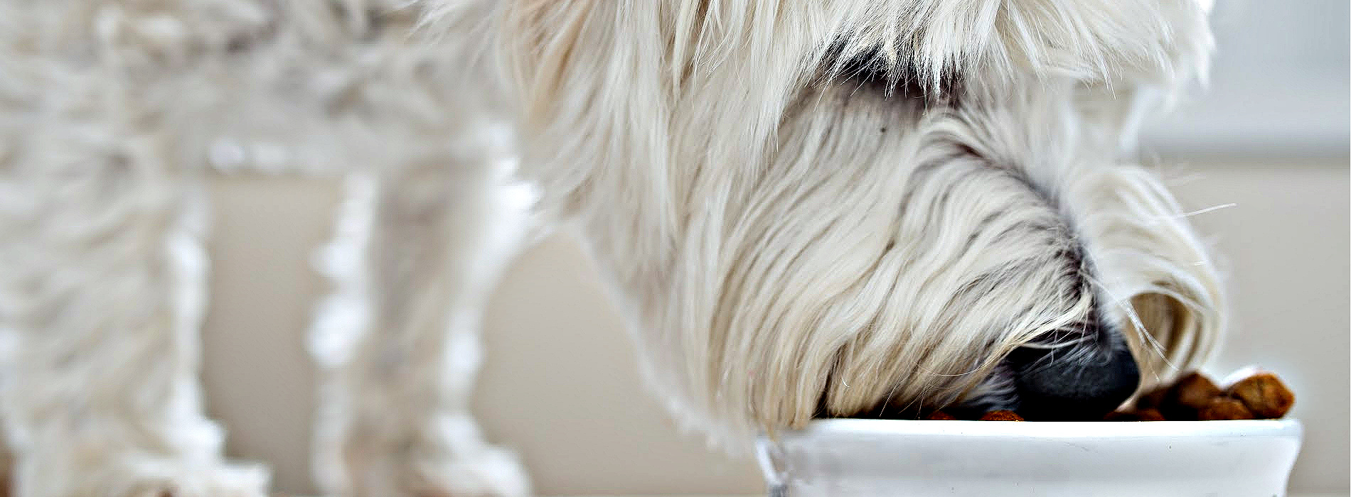 10 Easy Treat Recipes for your Labradoodle