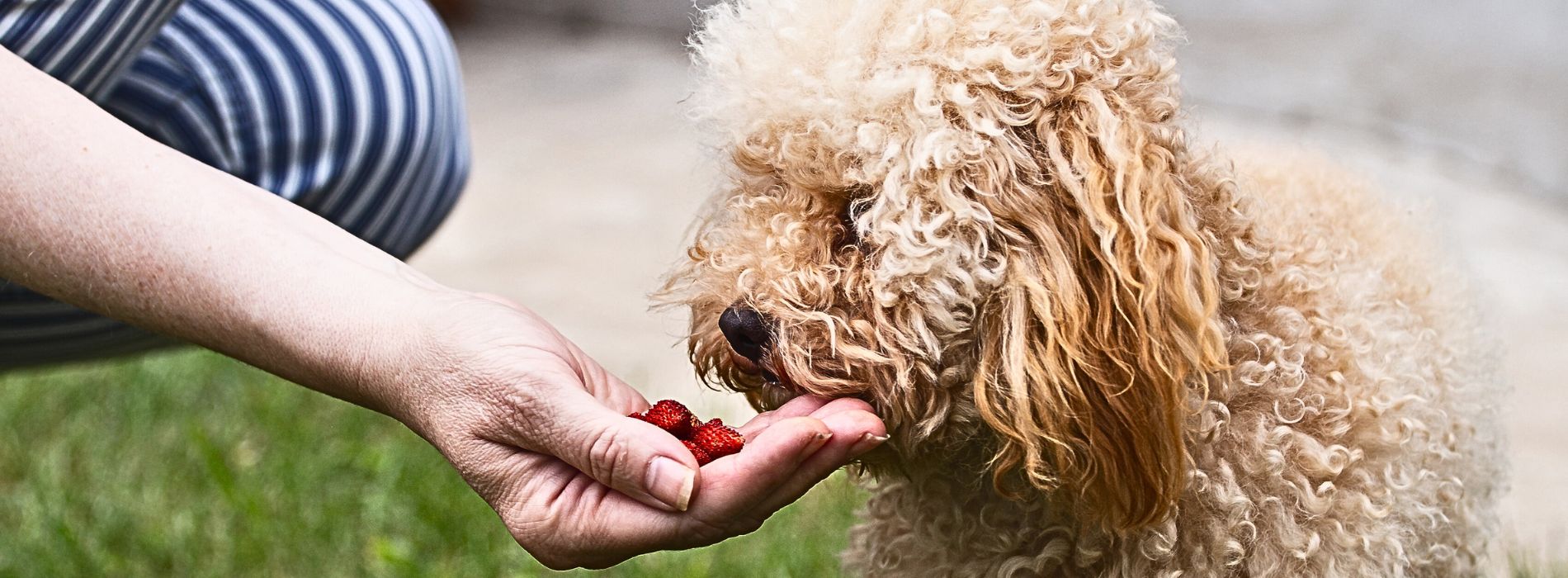 Can Labradoodles Eat Strawberries?