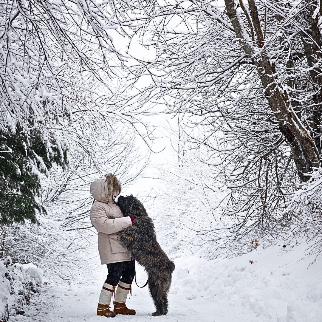 Dog-Friendly Winter Wonderland Walks: Exploring the Magic of the Season Together