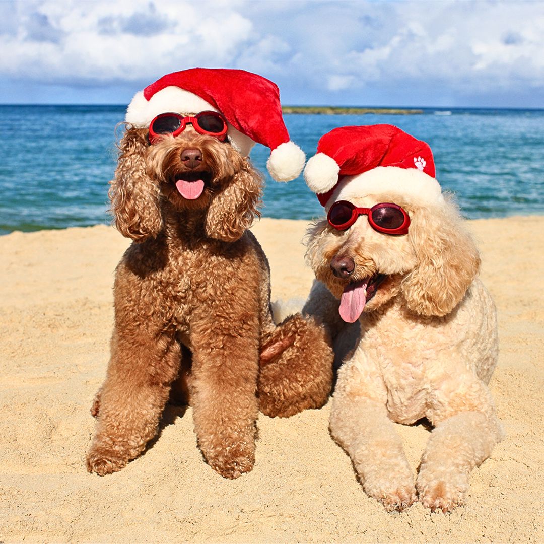 Dress Up Your Labradoodle in Festive Attire