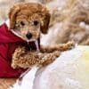 Fun Labradoodle Christmas Activities  Fun Labradoodle Christmas Activities