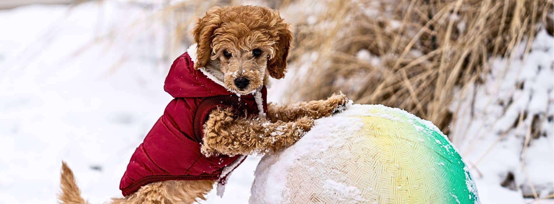 Fun Labradoodle Christmas Activities