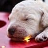How to Celebrate Christmas with Your Labradoodle Puppy  How to Celebrate Christmas with Your Labradoodle Puppy