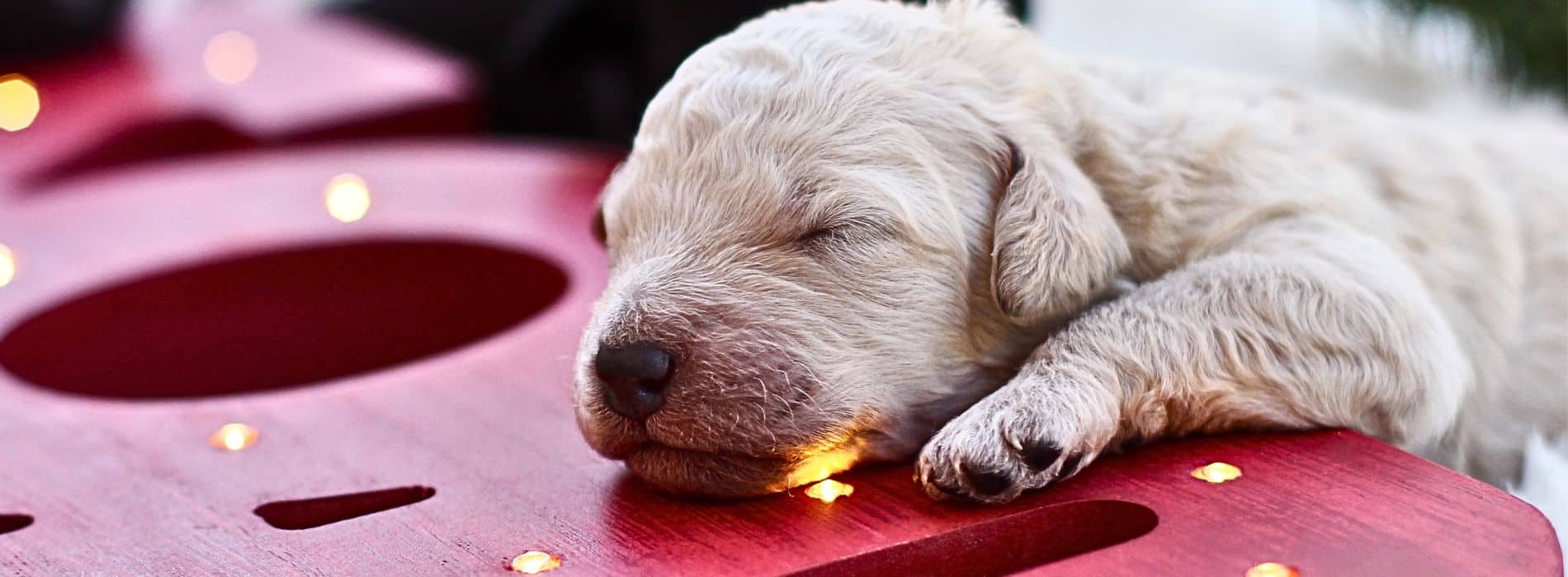 How to Celebrate Christmas with Your Labradoodle Puppy