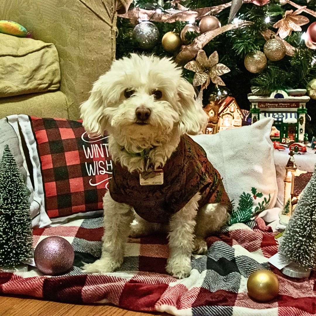 Labradoodle Gift Exchange: Including Your Pup in the Festivities