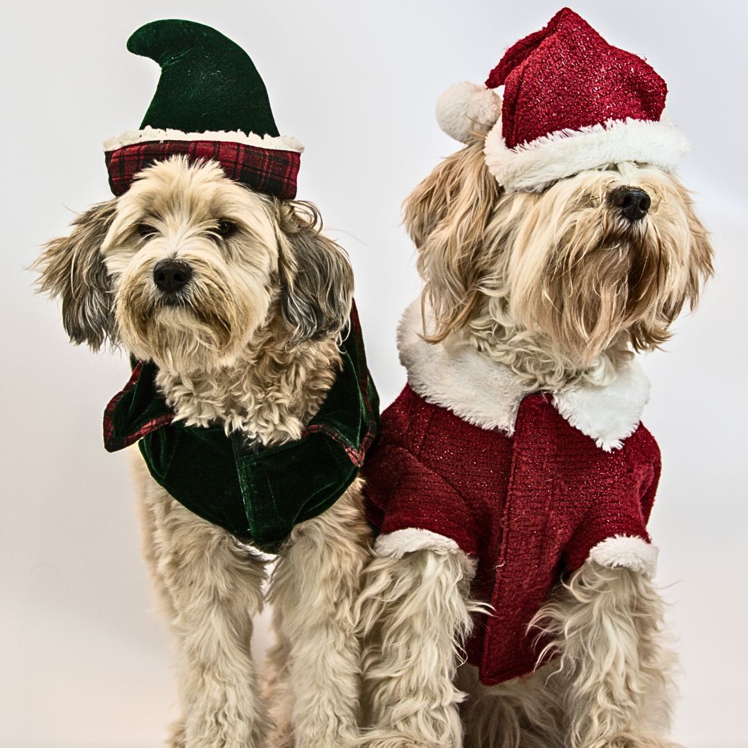 Labradoodle Ugly Sweater Contest: Showcasing Canine Fashion Statements