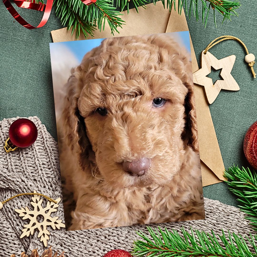 Now, let's talk about DIY Christmas cards featuring your Labradoodle.