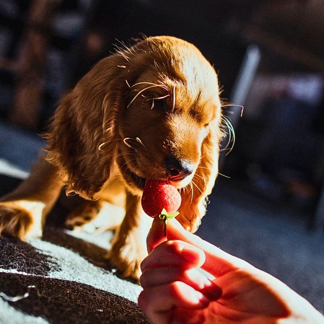 Nutrition Benefits of Strawberries for Labradoodles