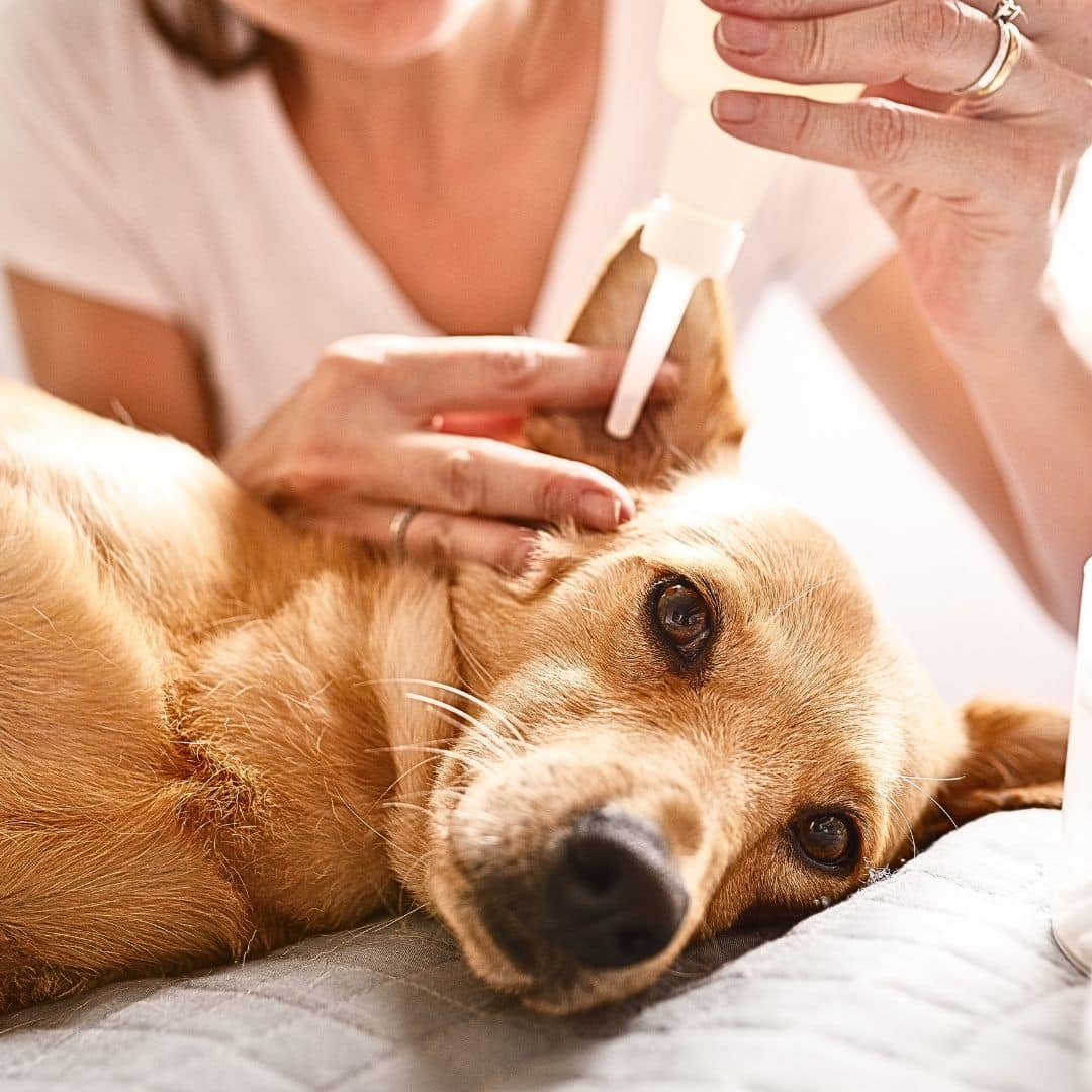 Pink, Smelly Ears in Dogs