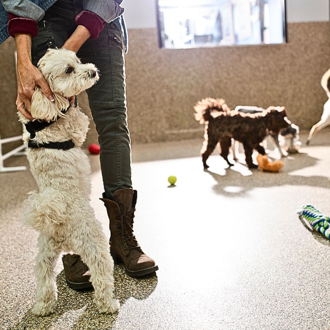 Playing interactive games with your Labradoodle indoors