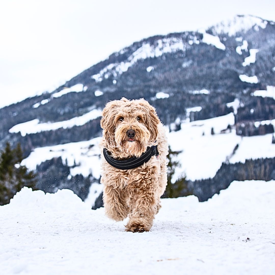 Take Your Labradoodle on a Winter Adventure or Walk