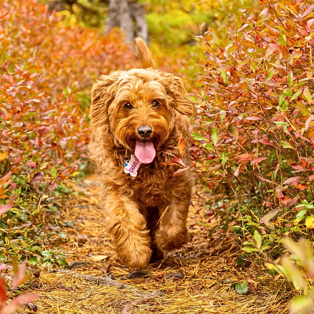 A playful Labradoodle puppy running through a field of wildflowers