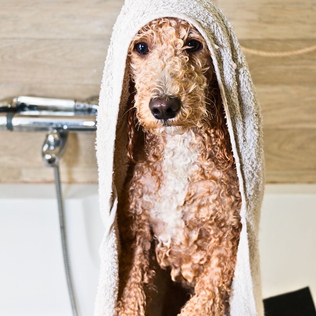 Caring for Your F1B Labradoodle Grooming, Exercise, and Health Considerations