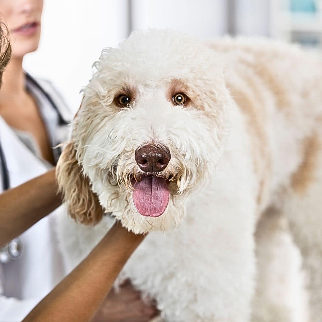 Establish Dental Care Habits for Your Labradoodle