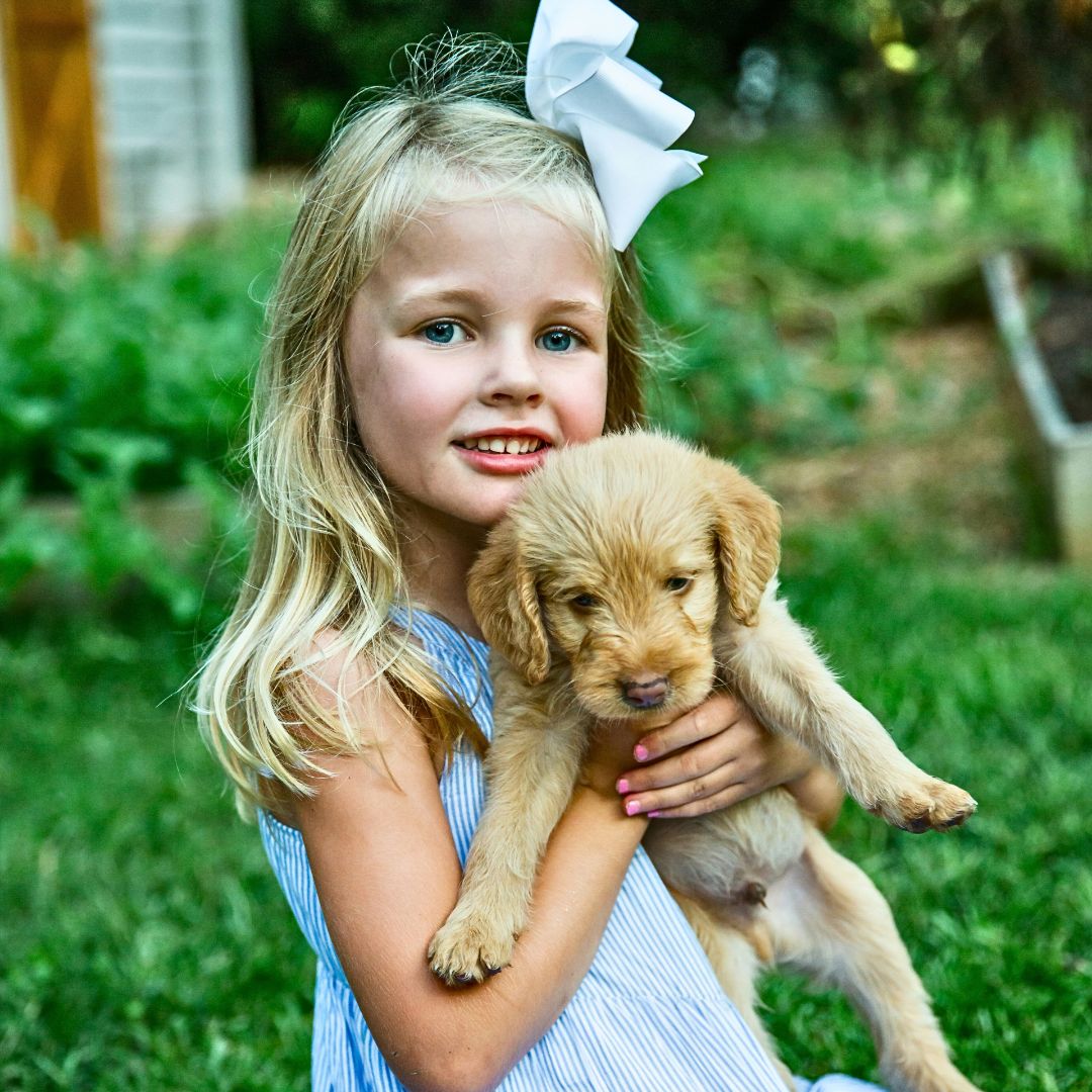 Labradoodle Puppy & Children
