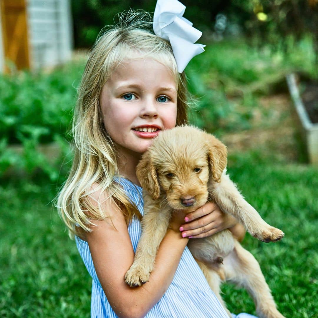 Labradoodle Puppy & Children