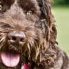 New Year's Resolutions to Help Your Labradoodle Live Longer